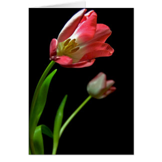 Tulip's