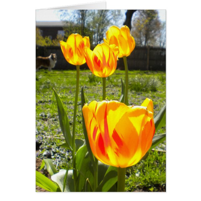 TULIPS (& A COLLIE) (Devant)