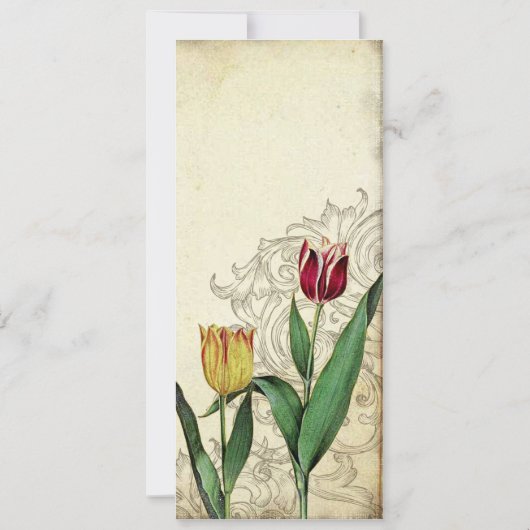 Tulips Angel Wings Swirl Tea Sined Red Kaart (Achterkant)