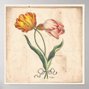 Tulips Antique Botanical Print Poster