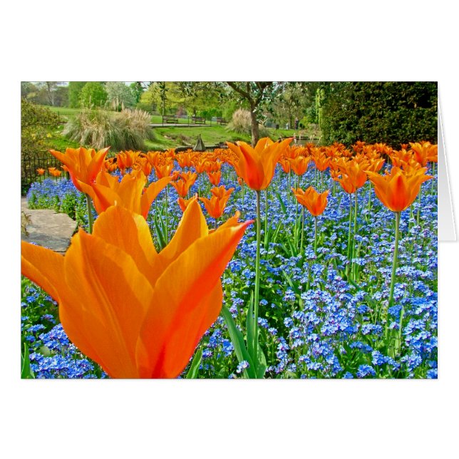 TULIPS DANS GOLDERS HILLE PARK (Devant horizontal)