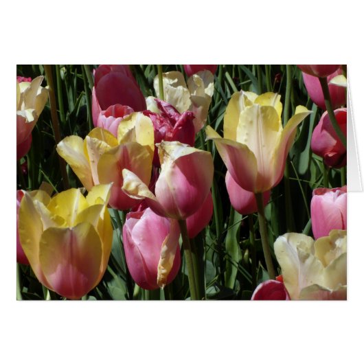 Tulips de Pink et Yellow (Devant horizontal)