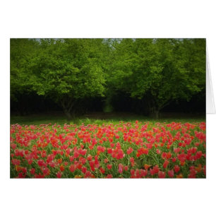 Tulips et Trees