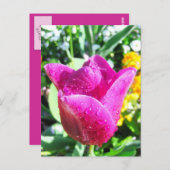 Tulips frais - Carte postale (Devant / Derrière)