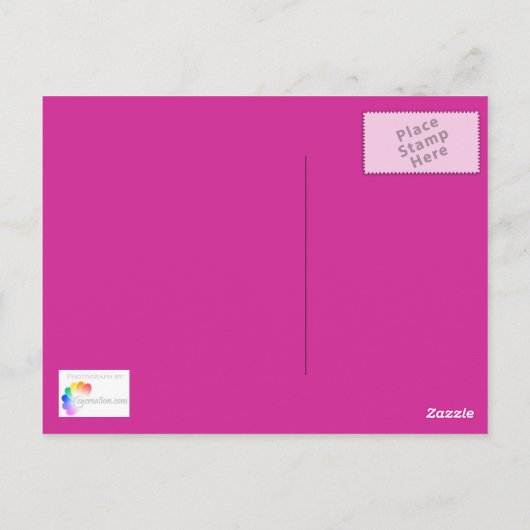 Tulips frais - Carte postale (Dos)