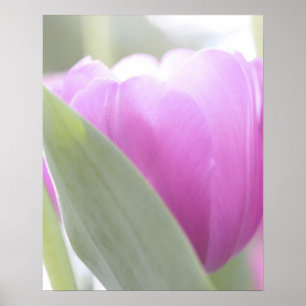 Tulips, Keukenhoff Gardens, Nederland. 2 Poster