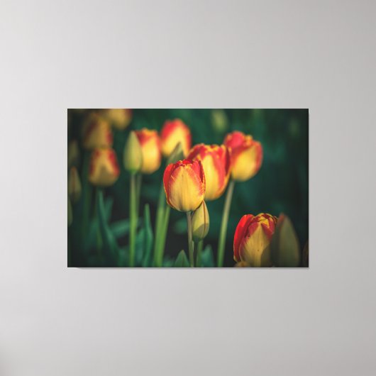 Tulips met tapijdoek canvas afdruk (Voorkant)