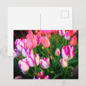 Tulips Peace Flame & Affaire #2 Carte postale (Devant / Derrière)