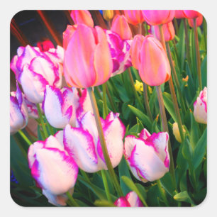 Tulips Peace Flame & Affaire #2 Stickers