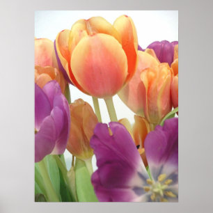 TULIPS-POSTER POSTER