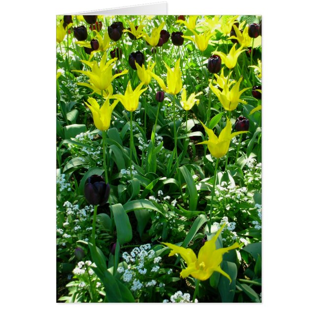 Tulips Vancouver (Devant)