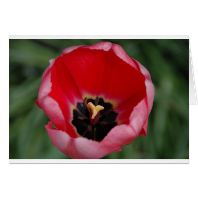 Tulp (Voorkant Horizontaal)