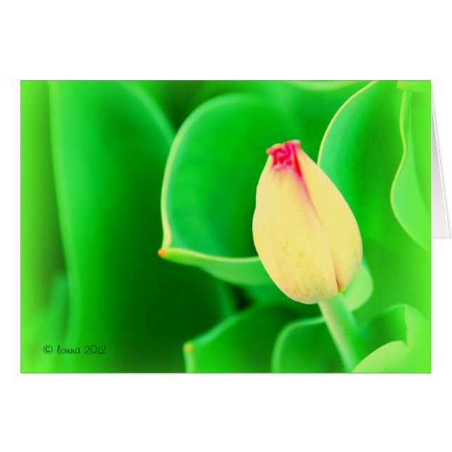 Tulp (Voorkant Horizontaal)