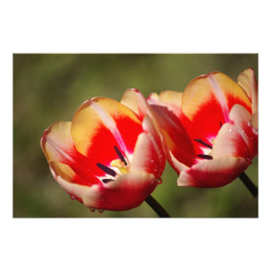 Tulp Bloem Foto Afdruk