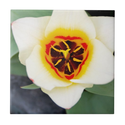 Tulp bloem tegeltje (Voorkant)
