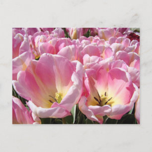 Tulp Bloemen ansichtkaarten Roze Tulpen Tuin Lente Briefkaart