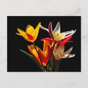 Tulp bloemen tegen zwarte achtergrond briefkaart