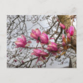 Tulp Blossom Briefkaart (Voorkant)