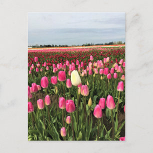 Tulp-Boerderij in Oregon Briefkaart