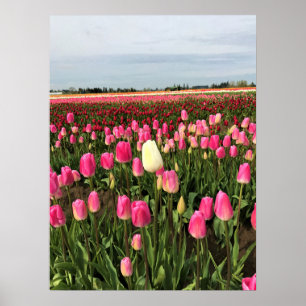 Tulp-Boerderij in Oregon Poster