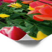 Tulp Boerderij in Woodburn Oregon Spring Sason Pos Poster (Hoek)