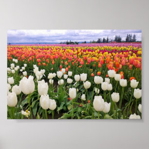 Tulp Boerderij Poster