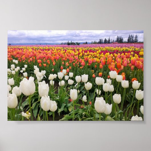 Tulp Boerderij Poster (Voorkant)