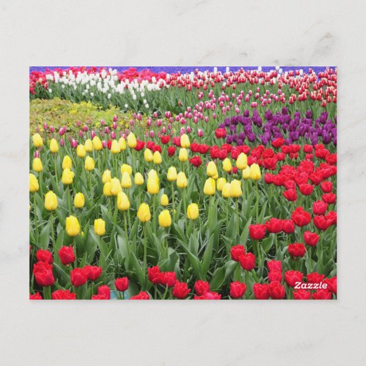 Tulp Botanisch Mooi Amsterdams Landschap Briefkaart (Achterkant)
