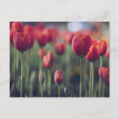 Tulp Botanisch Mooi Amsterdams Landschap Briefkaart (Voorkant)