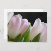 Tulp Briefkaart (Voorkant / Achterkant)