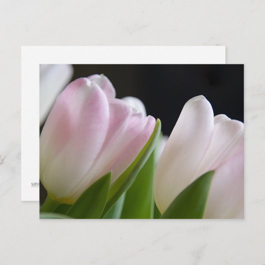 Tulp Briefkaart (Voorkant / Achterkant)