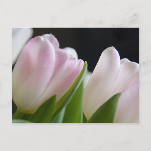 Tulp Briefkaart