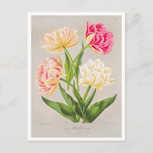 tulp Briefkaart (Voorkant)