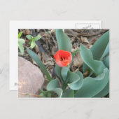 Tulp Briefkaart (Voorkant / Achterkant)