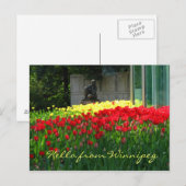 Tulp Briefkaart (Voorkant / Achterkant)