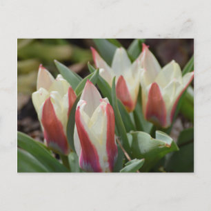 Tulp Briefkaart