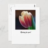 Tulp Briefkaart (Voorkant / Achterkant)