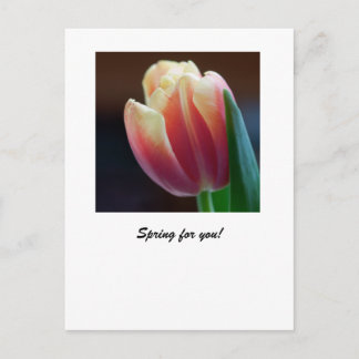 Tulp Briefkaart