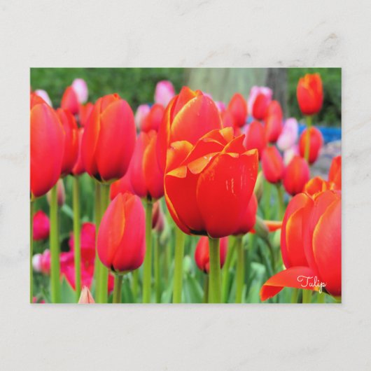 Tulp [Briefkaart] Briefkaart (Voorkant)