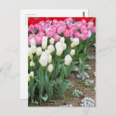 Tulp [Briefkaart] Briefkaart (Voorkant / Achterkant)