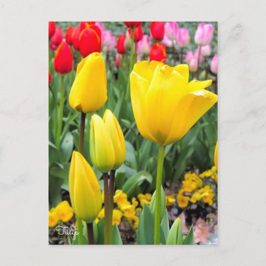 Tulp [Briefkaart] Briefkaart (Voorkant)