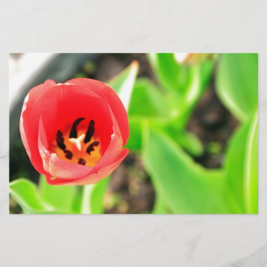 Tulp Briefpapier (Voorkant)