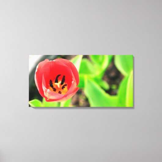 Tulp Canvas Afdruk (Voorkant)