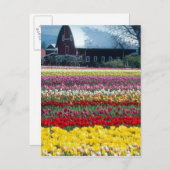 Tulp display garden, provincie Skagit, Briefkaart (Voorkant / Achterkant)