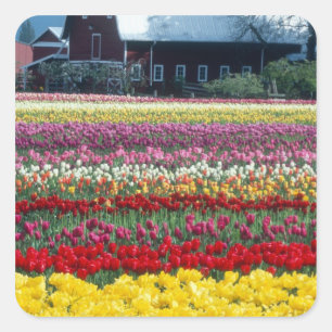 Tulp display garden, provincie Skagit, Vierkante Sticker
