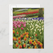 Tulp- en hyacintuinen, Keukenhof Tuinen, Briefkaart (Voorkant / Achterkant)