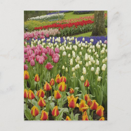 Tulp- en hyacintuinen, Keukenhof Tuinen, Briefkaart (Voorkant)