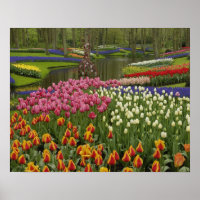 Tulp- en hyacintuinen, Keukenhof Tuinen,