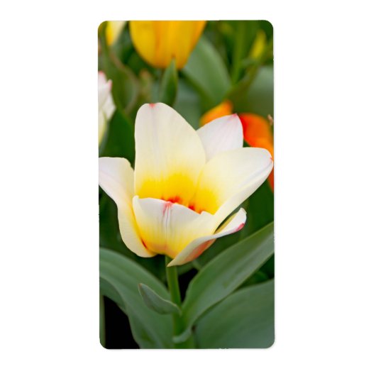 Tulp Etiket (Voorkant)