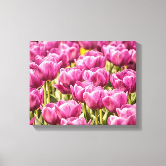 Tulp Flowers in de lentesfoto Canvas Afdruk (Voorkant)